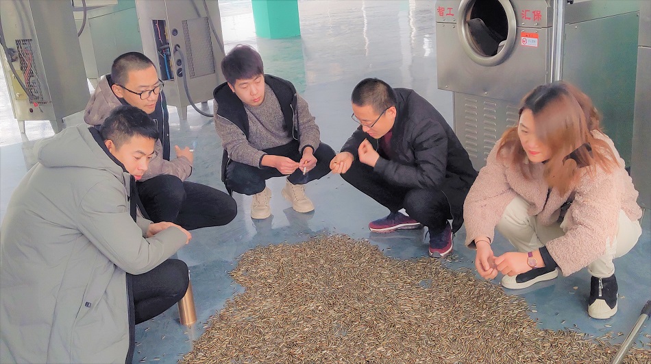 炒貨機廠家